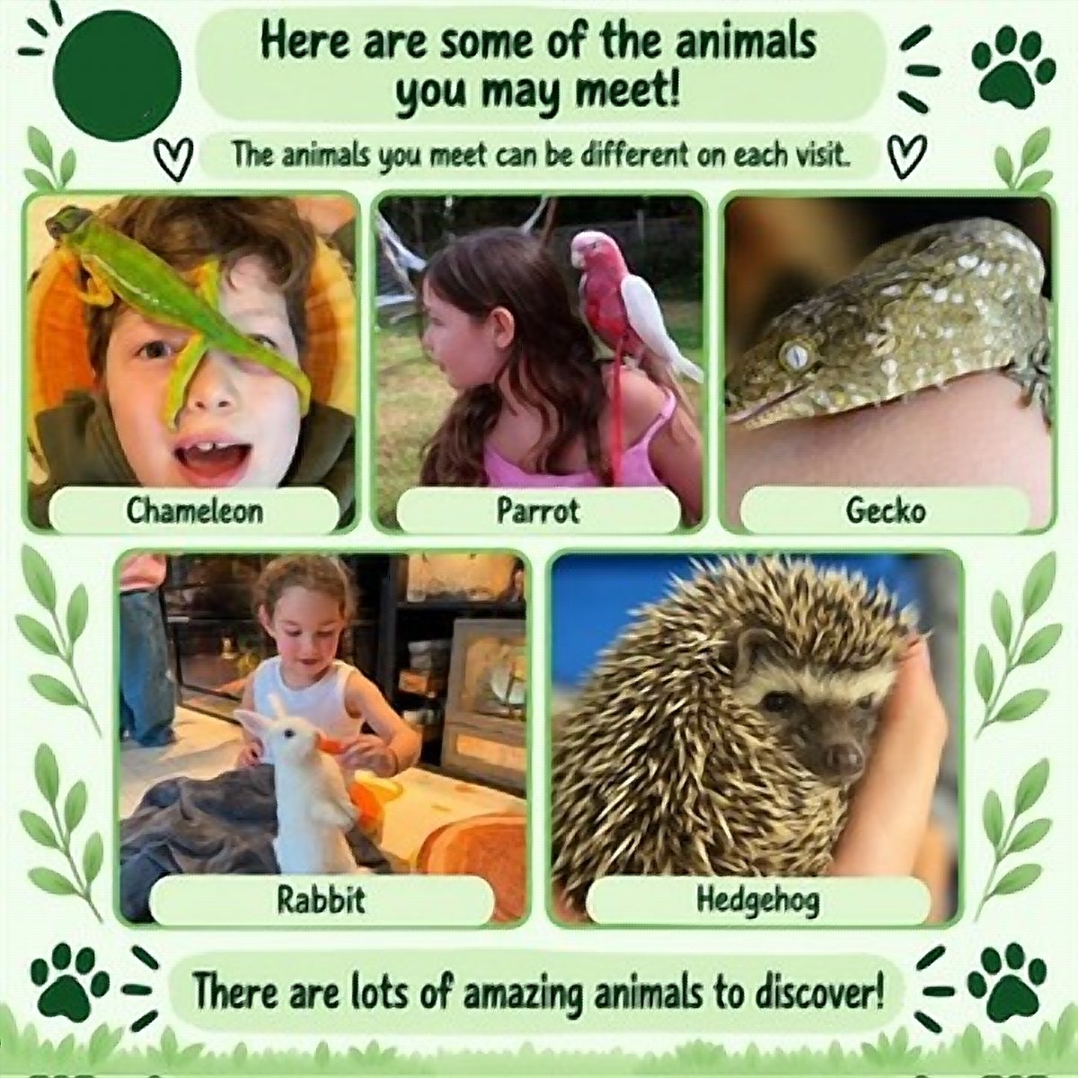 Here are some of the animals you may meet! The animals you meet can be different on each visit. Chameleon, parrot, gecko, rabbit and hedgehog. There are lots of amazing animals to discover!