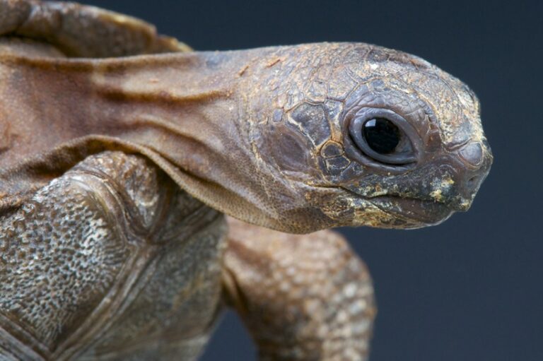 our tortoise the Aldabra Tortoise