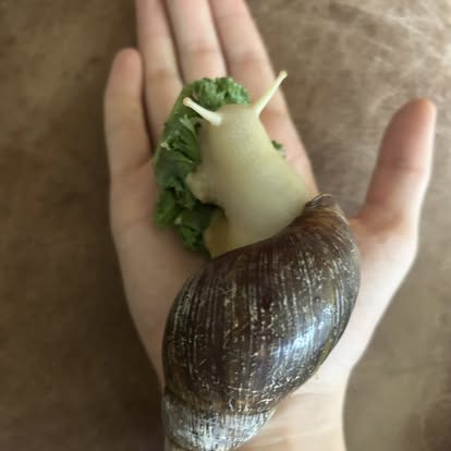 African Land Snail