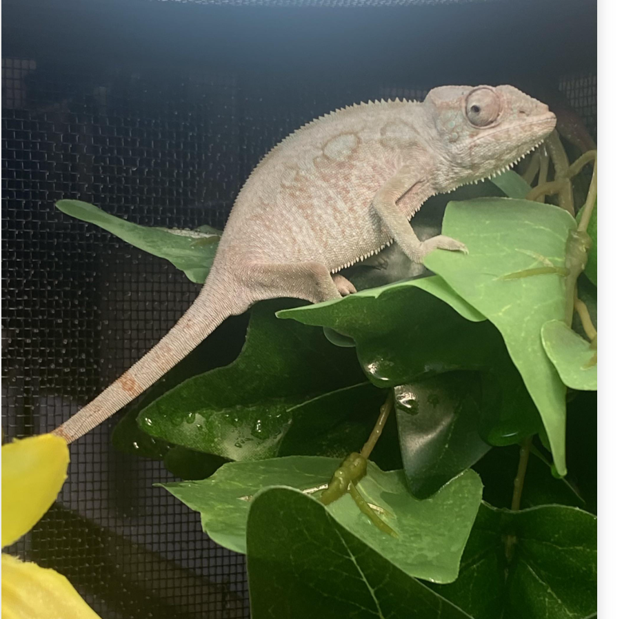 Ariel the Panther Chameleon