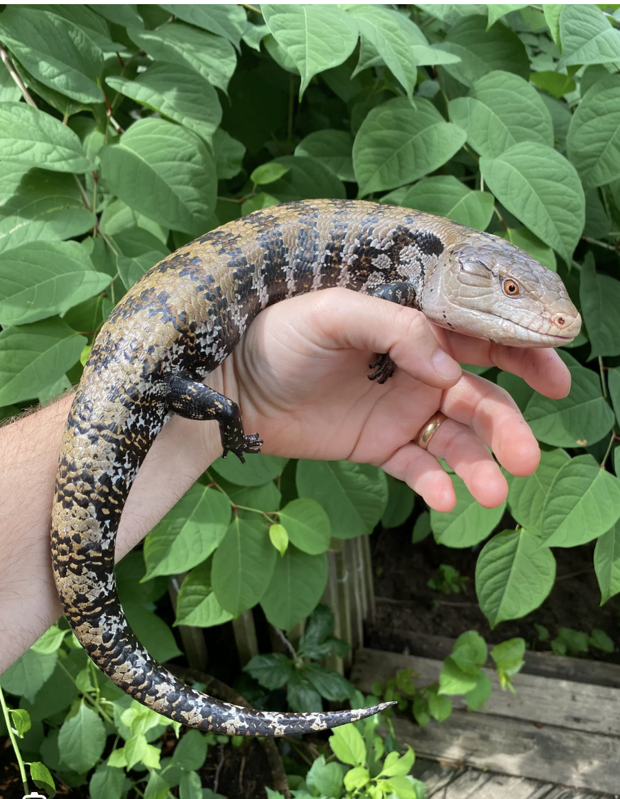 Blue Tongue Skink