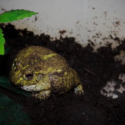 African Bull Frog
