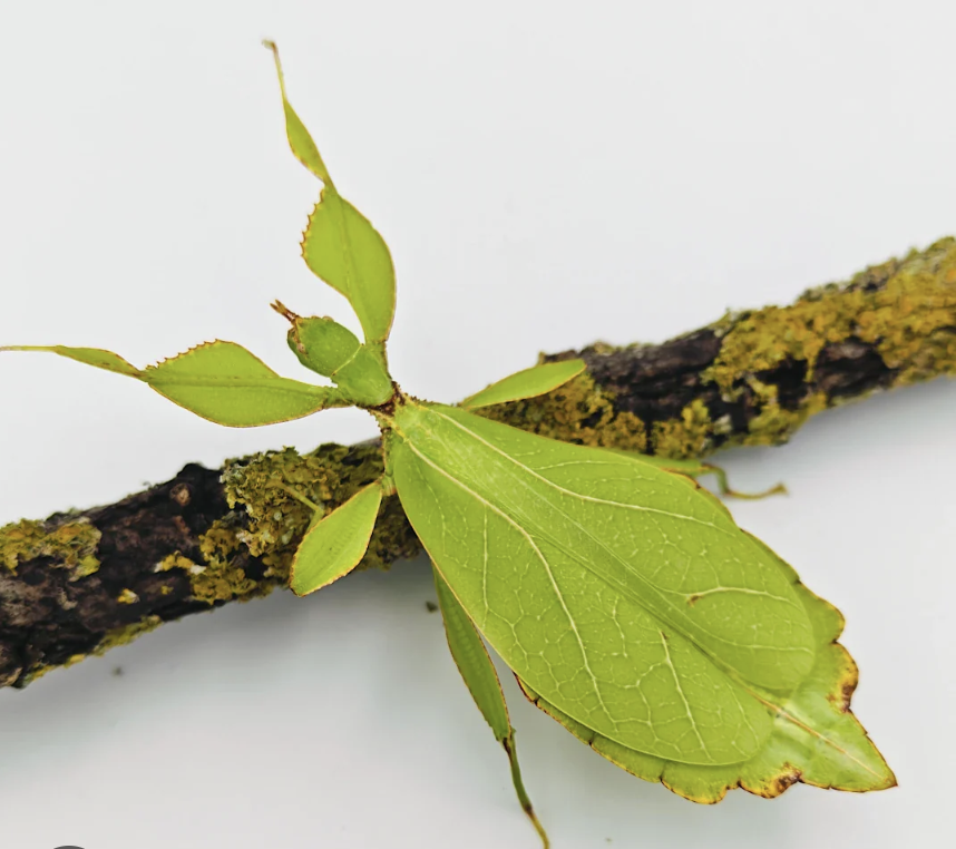 Keith the Stick Insect