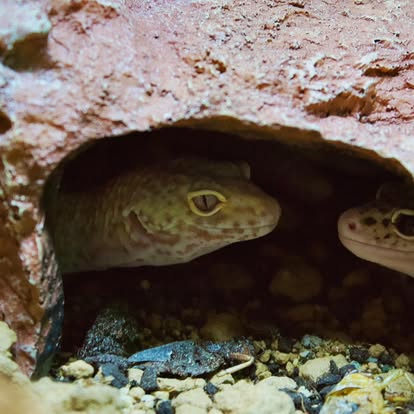 Leopard Geckos