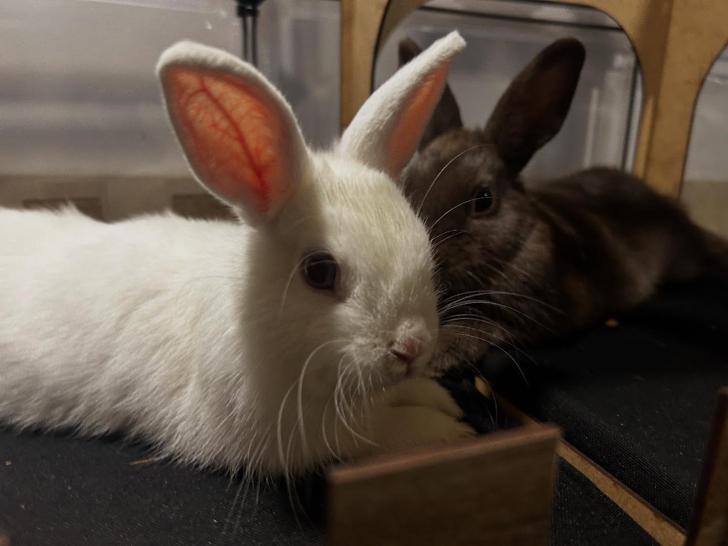 Netherland Dwarf Rabbits