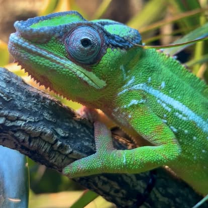 Reggie the Panther Chameleon