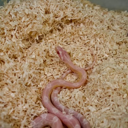 Eileen the Corn Snake
