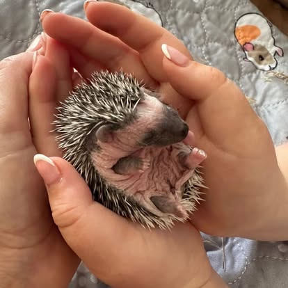 Baby hedgehog hoglet
