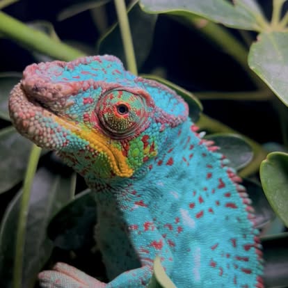 Storm the Ambanja Panther Chameleon