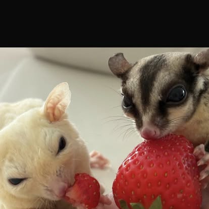 Sugar Gliders