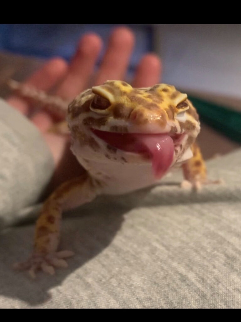 Crested Geckos