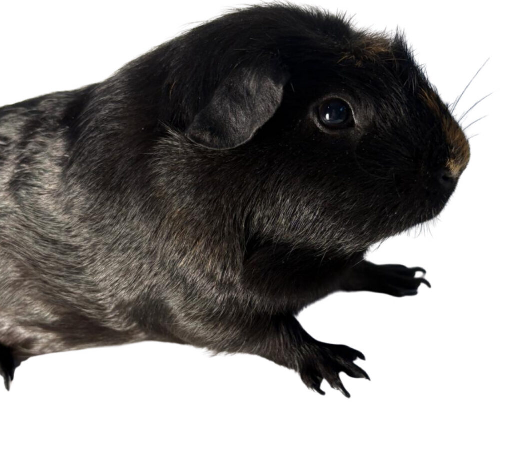 Guinea Pig Preston