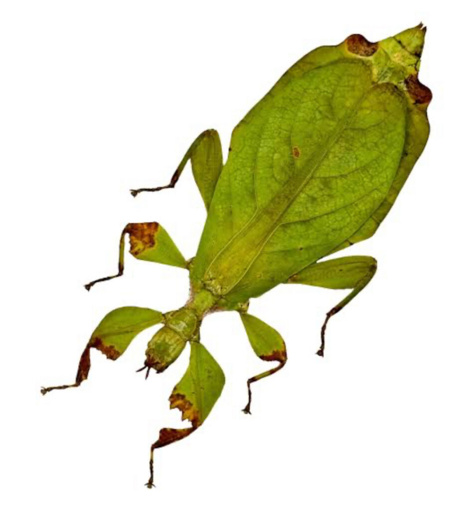 Giant Malaysian Leaf Insects
