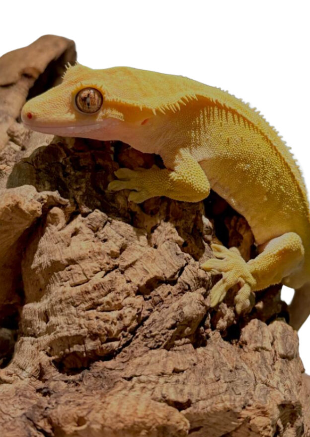 Leopard Geckos