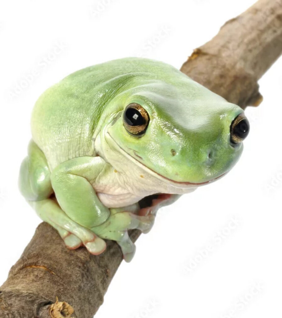 Emmie and Freddo the White's Tree Frogs