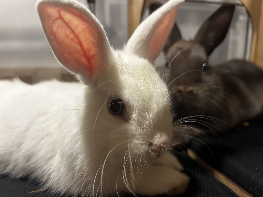 Netherland Dwarf Rabbits Bert and Ernie