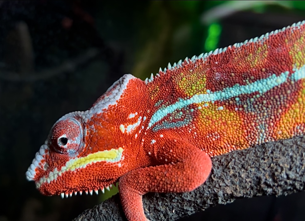 Reptiles