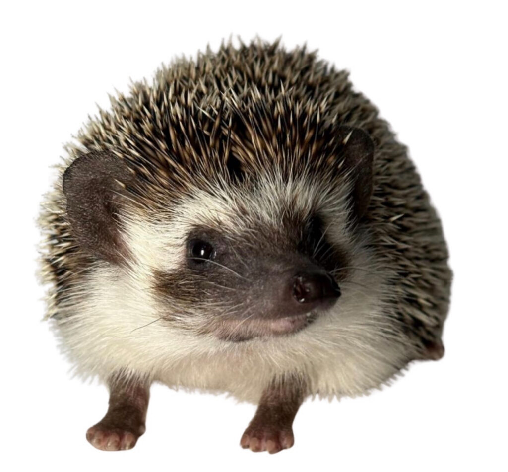 African Pygmy Hedgehog