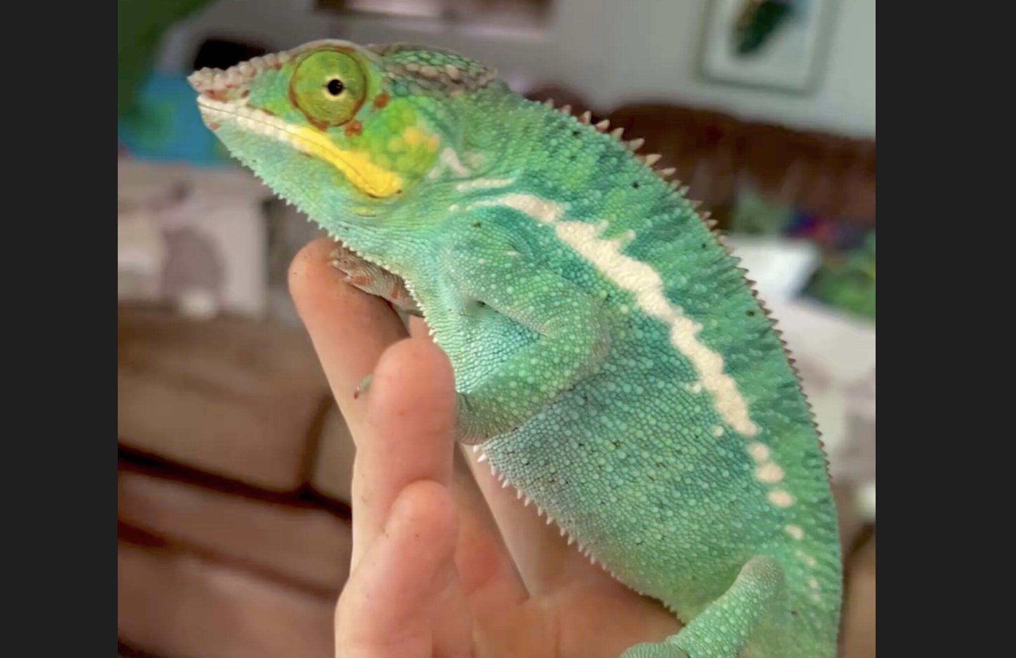 Thunder the Nosy Be Panther Chameleon